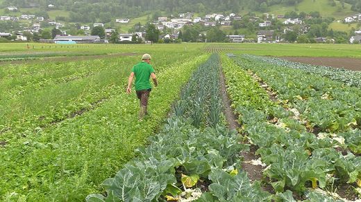 Bioprodukte vom Hof in Ludesch