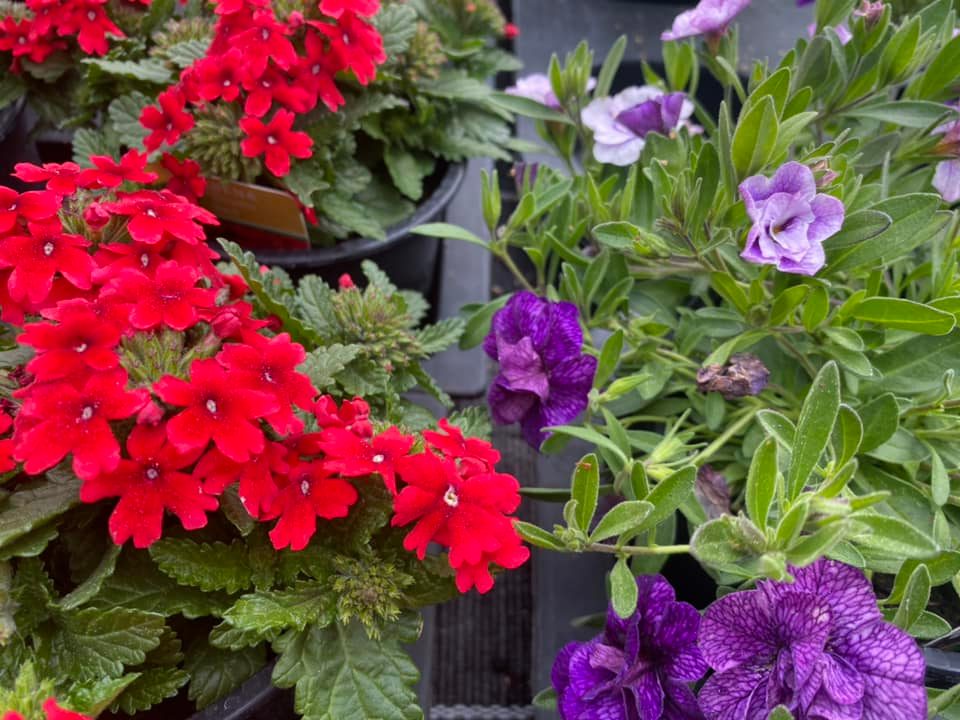 Bio-Beet- & Balkonblumen in Ludesch