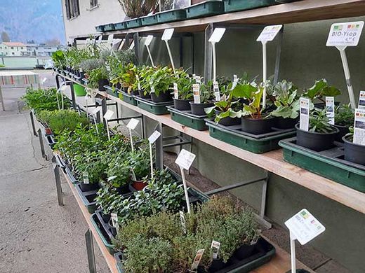 Bio-Kräuter in Ludesch